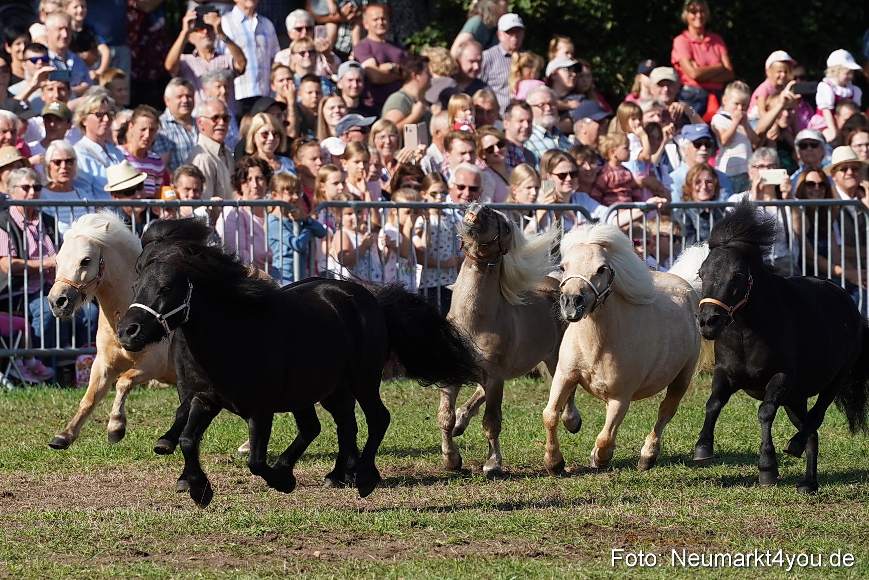 Pferde und Fohlenschau 2022 0081 